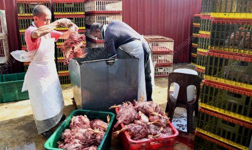 TINJAUAN BEKALAN AYAM