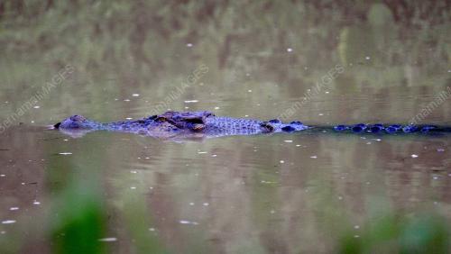 BUAYA