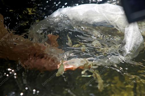 PELEPASAN BENIH IKAN DI SUNGAI KENABOI