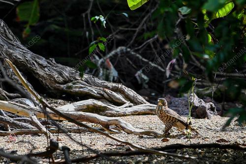 PULAU BURUNG PORT DICKSON