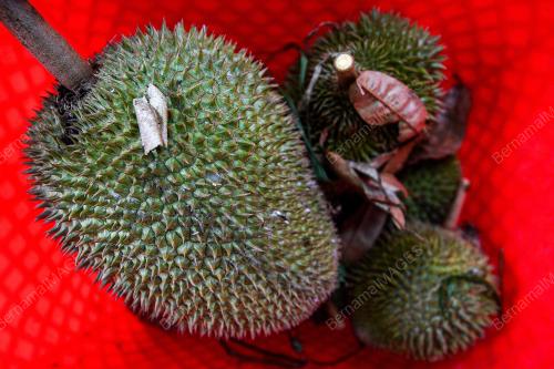 DURIAN JELEBU