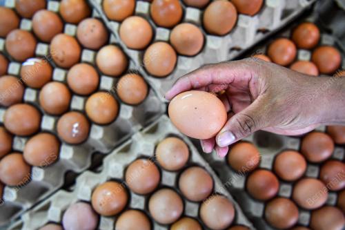 BEKALAN TELUR