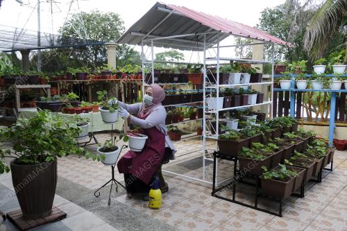 TANAMAN STRAWBERI DI RUMAH