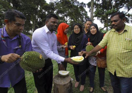 NS03_28062019_MEDIA_DURIAN
