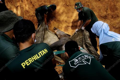 TAPIR_PERHILITAN