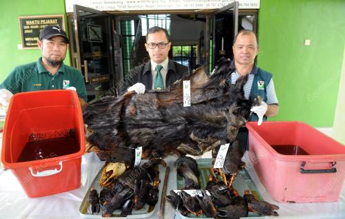 NS03_28092016_KAMBING_GURUN