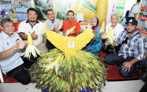 NS03_29092016_HARI_PELADANG