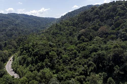 HUTAN HUJAN DI JELEBU