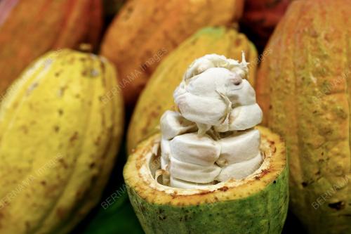 BUAH KOKO