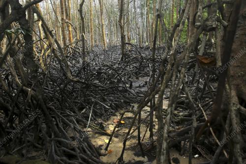 PASCA PENCEMARAN TUMPAHAN MINYAK DI LAUT