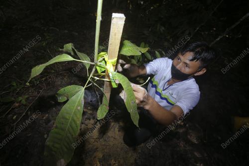 KEMPEN PENANAMAN 100 JUTA POKOK