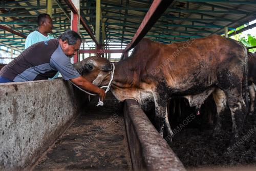 LEMBU AIDILADHA