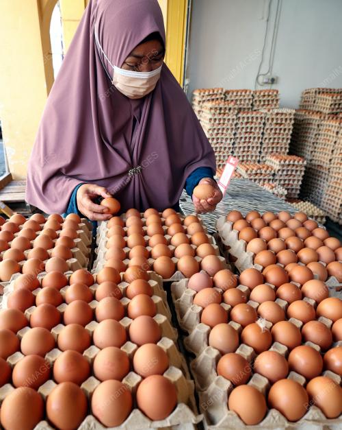 TELUR AYAM