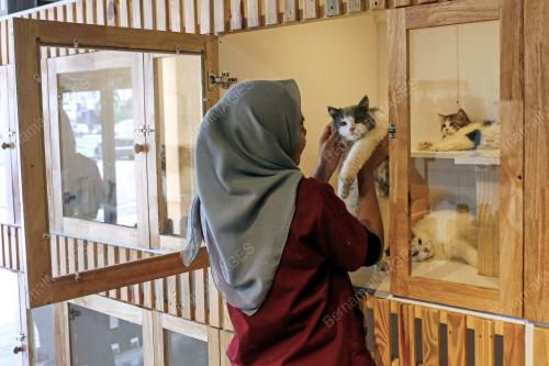HARI KUCING SEDUNIA