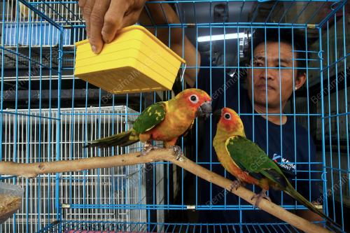 BURUNG PELIHARAAN
