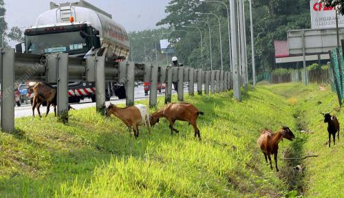 KAMBING DI LEBUH RAYA