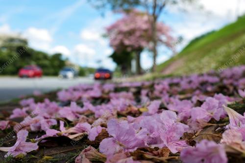 SAKURA MALAYSIA
