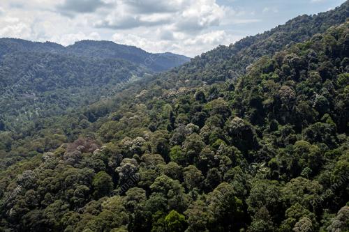 HUTAN HUJAN DI KUALA PILAH