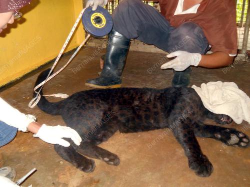 HARIMAU KUMBANG