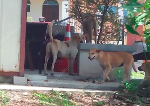 NS04_14122014_ANJING_LIAR
