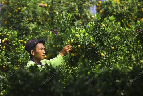 TINJAUAN JUALAN POKOK LIMAU DI SEREMBAN LANDSCAPE & NURSERY