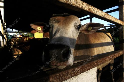 TERNAKAN LEMBU