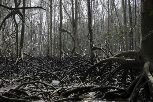 TINJAUAN PASCA TUMPAHAN MINYAK DI PORT DICKSON