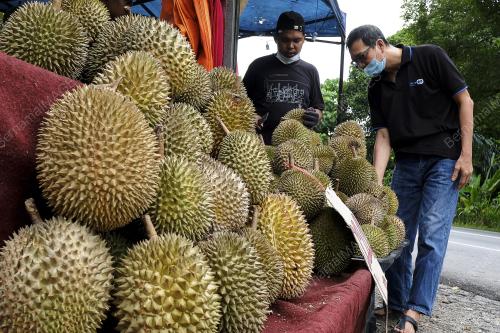 TINJAUAN MUSIM DURIAN
