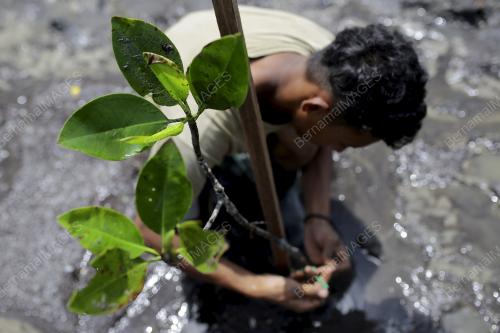 PENANAMAN ANAK POKOK BAKAU