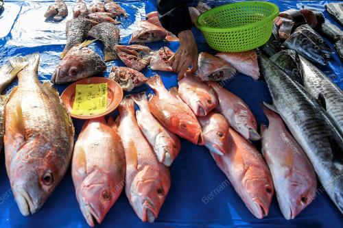 BEKALAN IKAN