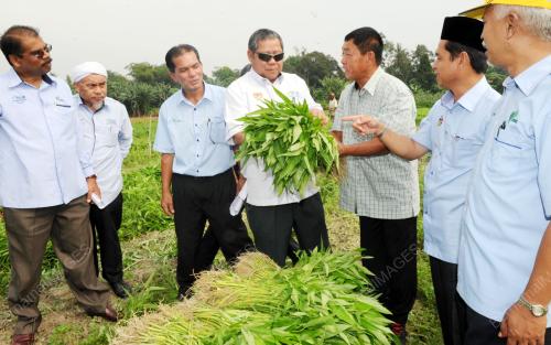 NS04_22092015_LADANG_SERAI