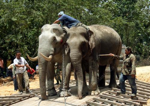 NS04_24022011_GAJAH_LIAR