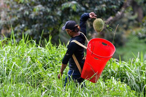 DURIAN JELEBU