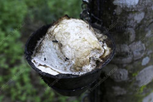 POKOK GETAH