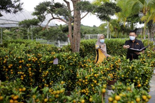 JUALAN POKOK LIMAU SEMPENA PERAYAAN TAHUN BARU CINA