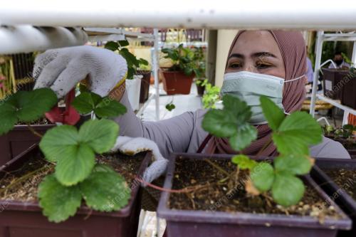 TANAMAN STRAWBERI DI RUMAH