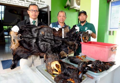 NS04_28092016_KAMBING_GURUN