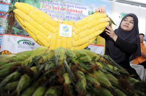 NS04_29092016_HARI_PELADANG