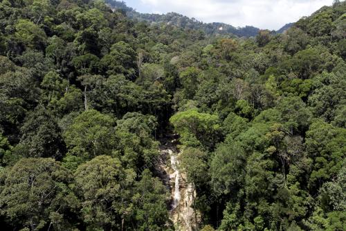 HUTAN HUJAN DI JELEBU