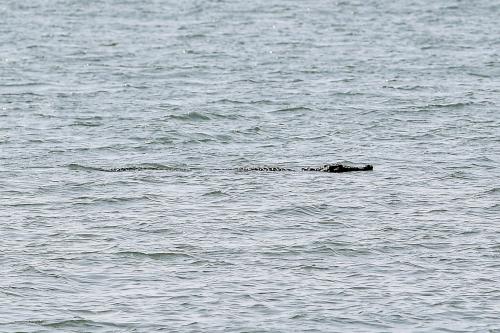 BUAYA DI PANTAI CERMIN