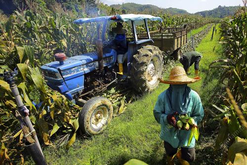 LADANG JAGUNG UNGU