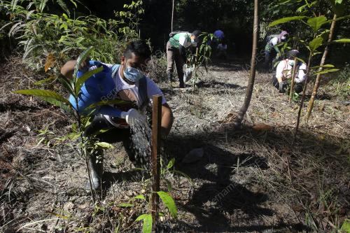 KEMPEN PENANAMAN 100 JUTA POKOK