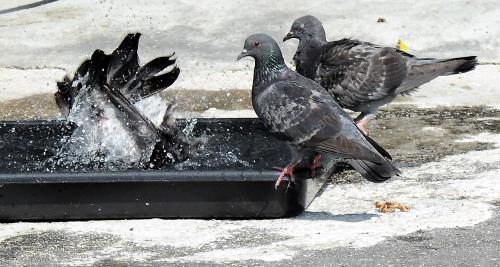 NS05_06032014_BURUNG_MANDI