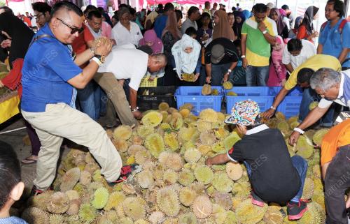 NS05_06082016_FESTIVAL_BUAH