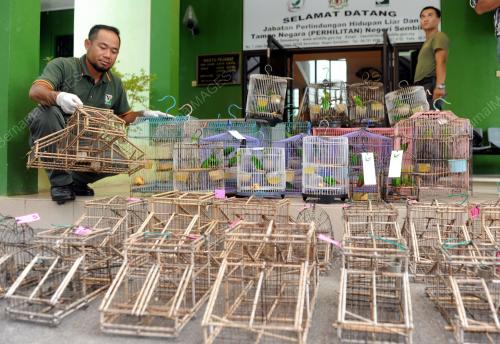 NS05_07052015_PERHILITAN_BURUNG