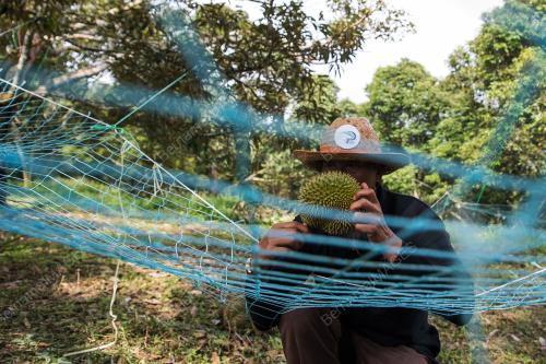 NS05_09012018_DURIAN