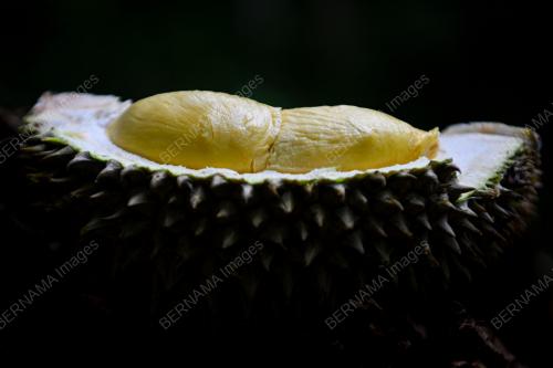 DURIAN BUKIT
