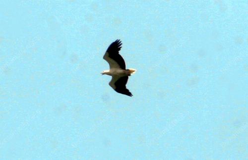 HELANG ORIENTAL HONEY-BUZZARD