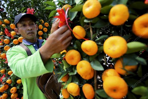 TINJAUAN JUALAN POKOK LIMAU DI SEREMBAN LANDSCAPE & NURSERY