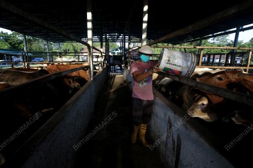 TERNAKAN LEMBU